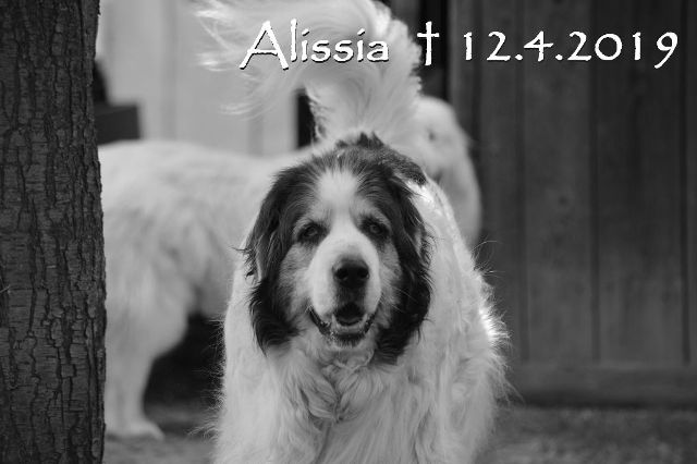 Alissia_in_memoriam2018_4b_045.jpg