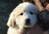 NOUNOURS_2023_N_litter_55days__916.jpg