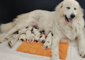 T LITTER