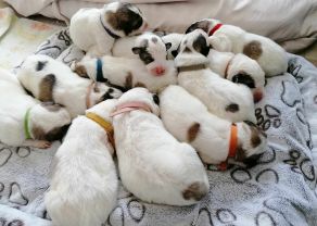 O LITTER