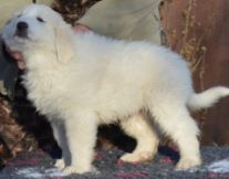 jesley_promo_postoj_2022_J_litter_7weeks_2__1083.jpg