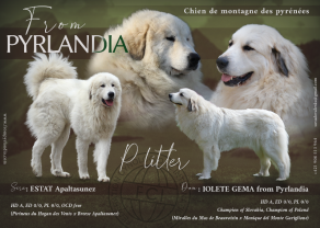 P LITTER